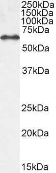 EHD1 Antibody