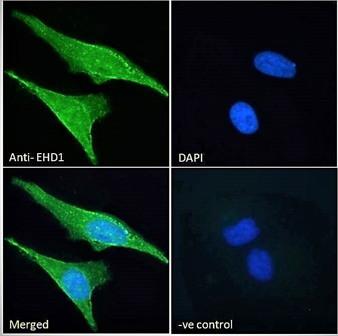 EHD1 Antibody