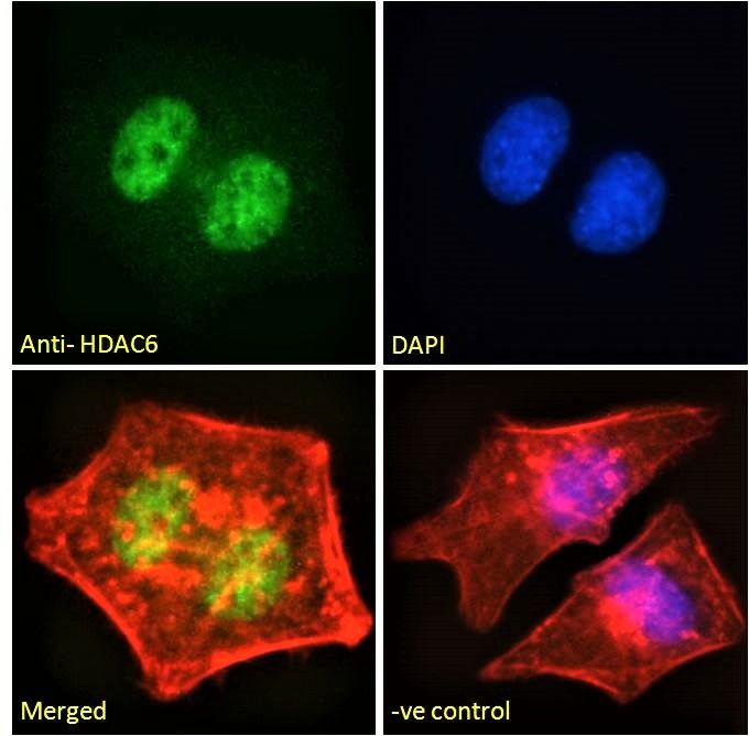 HDAC6 Antibody
