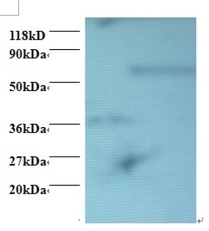 PDCD6 Antibody (Biotin)