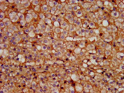 PROK1 Antibody