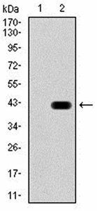 PROM1 Antibody