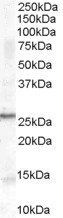 Goat anti-Proopiomelanocortin / POMC Antibody