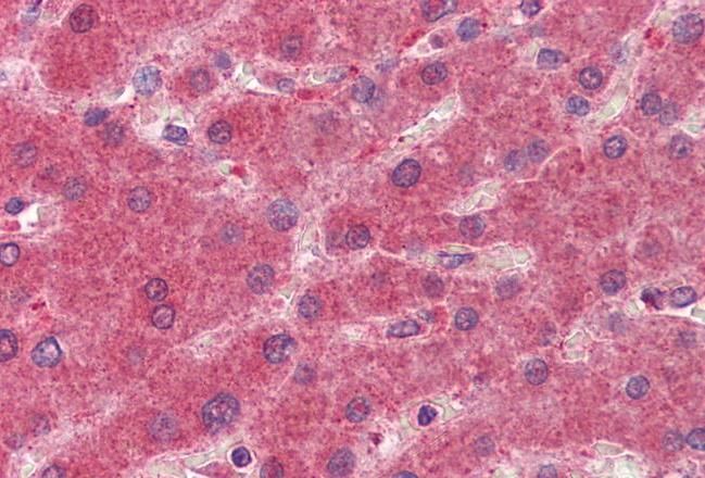 Goat anti-Prostaglandin dehydrogenase 1 Antibody