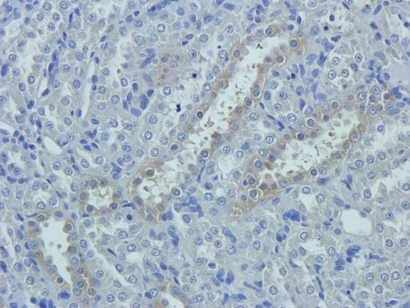 Prostaglandin E synthase 2 Rabbit Polyclonal Antibody