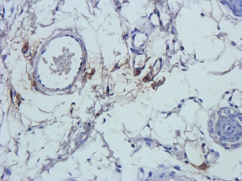 Prostaglandin E synthase 2 Rabbit Polyclonal Antibody