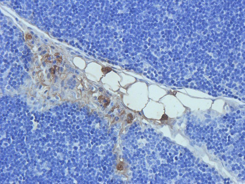 Prostaglandin E synthase 2 Rabbit Polyclonal Antibody