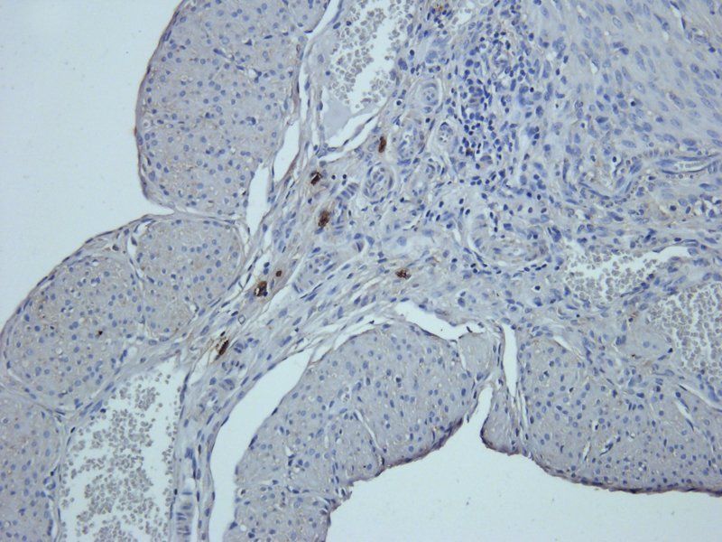 Prostaglandin E synthase 2 Rabbit Polyclonal Antibody
