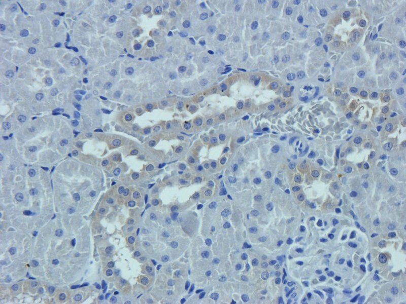 Prostaglandin E synthase 2 Rabbit Polyclonal Antibody