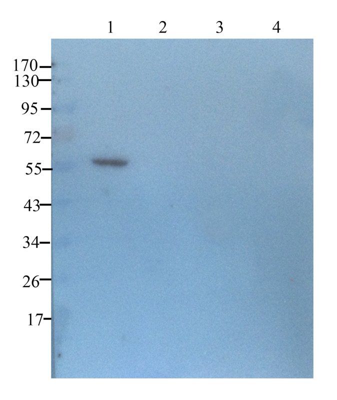 Prostaglandin E synthase 2 Rabbit Polyclonal Antibody