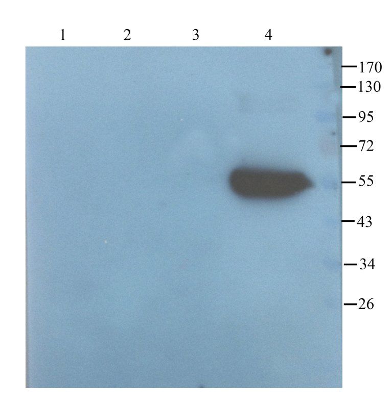 Prostaglandin E synthase 2 Rabbit Polyclonal Antibody
