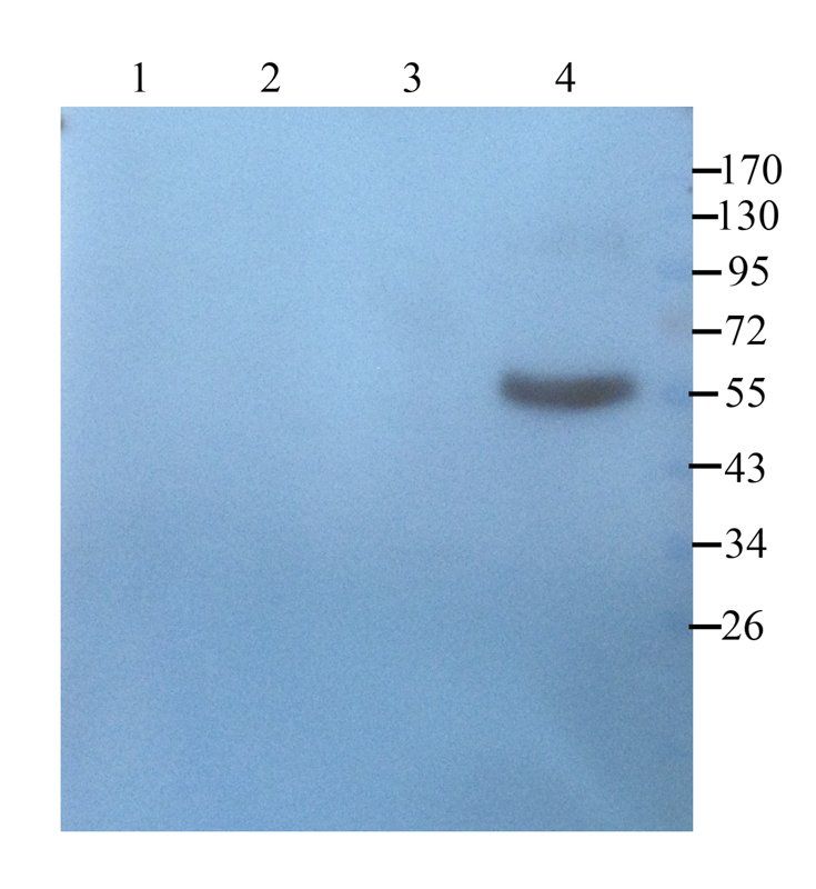 Prostaglandin E synthase 2 Rabbit Polyclonal Antibody