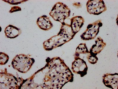 AGO2 Antibody