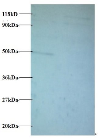 AATF Antibody (Biotin)