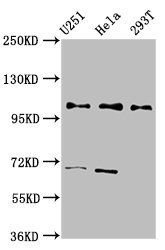 PRPF40A Antibody