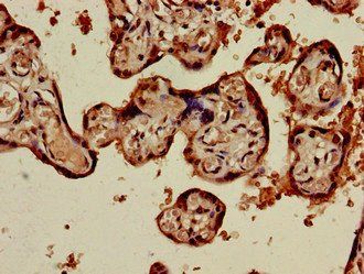 PRSS1 Antibody