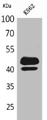 PSG1 Antibody