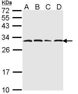PSMA6 Rabbit Polyclonal Antibody