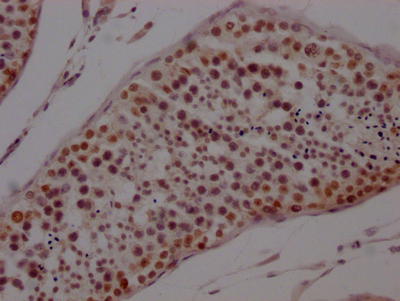 PTBP1 Antibody