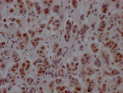 PTBP1 Antibody