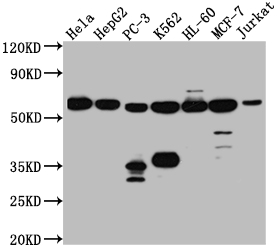 PTBP1 Antibody