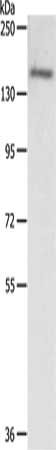 PTCH1 Antibody