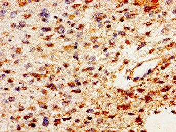 PTN Antibody
