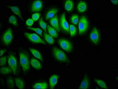 PTPN13 Antibody