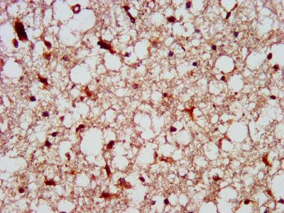 PTPN13 Antibody