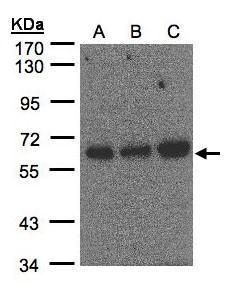 PUF60 Rabbit Polyclonal Antibody
