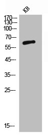 NECTIN1 Antibody