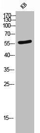 NECTIN1 Antibody