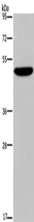 NECTIN4 Antibody