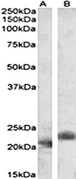 Pycard (rodent) Antibody