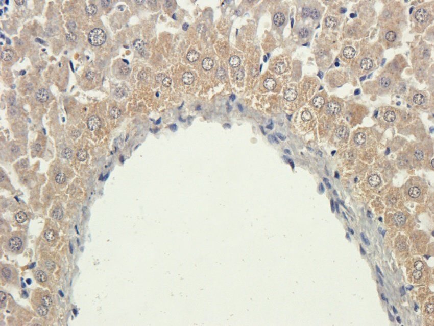 PYCR1 Rabbit Polyclonal Antibody