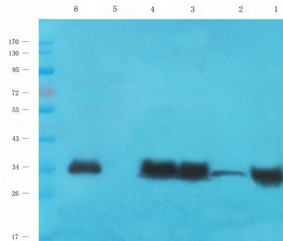 PYCR1 Rabbit Polyclonal Antibody