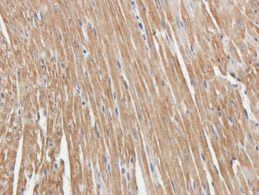 RAB21 Rabbit Polyclonal Antibody