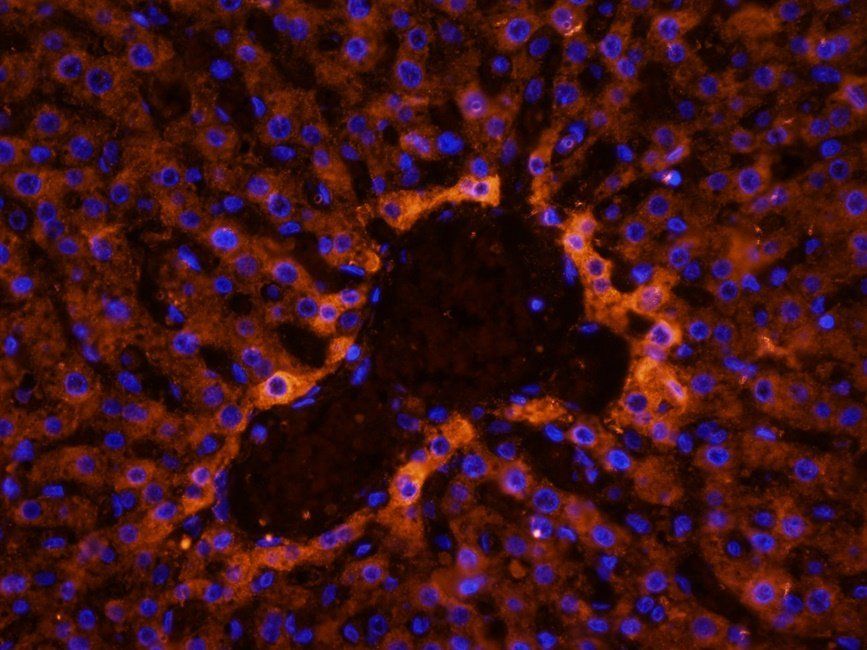 RAB21 Rabbit Polyclonal Antibody