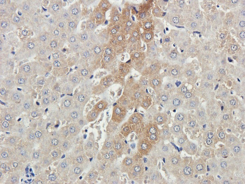 RAB21 Rabbit Polyclonal Antibody