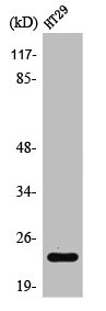 RAB29 Antibody