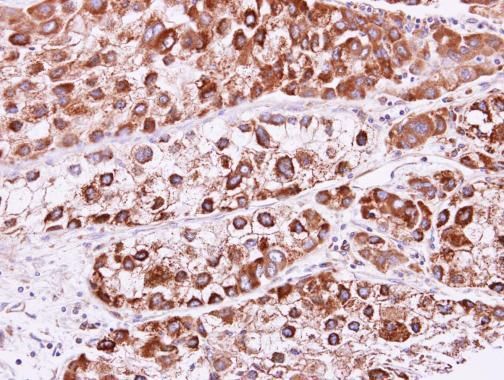 RAB2B Rabbit Polyclonal Antibody