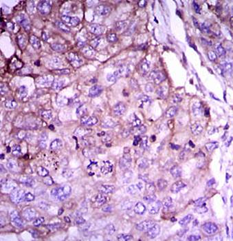 RAB4A Antibody