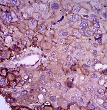 RAB4A Antibody