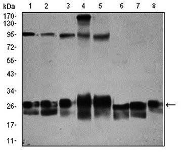 RAB4A Antibody