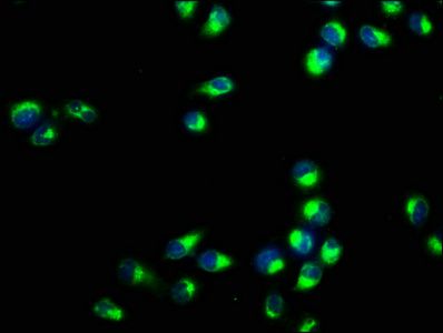 RAC1 Antibody
