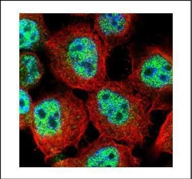 RACGAP1 Rabbit Polyclonal Antibody