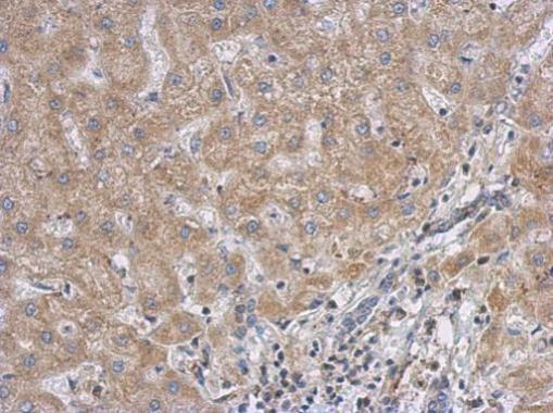 RACGAP1 Rabbit Polyclonal Antibody