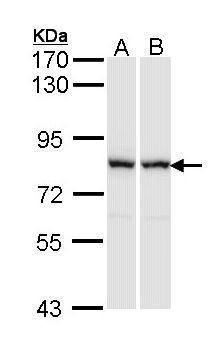 RACGAP1 Rabbit Polyclonal Antibody