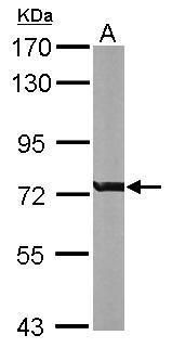 RACGAP1 Rabbit Polyclonal Antibody