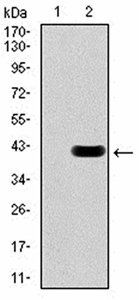 RAD18 Antibody